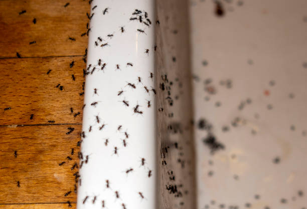 Professional Pest Control in Hasson Heights, PA